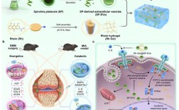 聚合物合成工艺学考研重点难点解析？