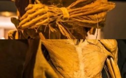 南开大学人体解剖学考博如何高效备考？