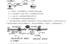 中山大学生化考博真题