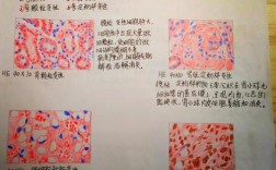 第三军医大学病理学考博难不难？