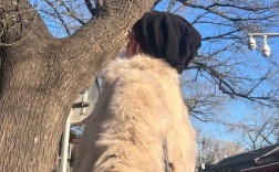 天津中医药大学中医考博如何准备？