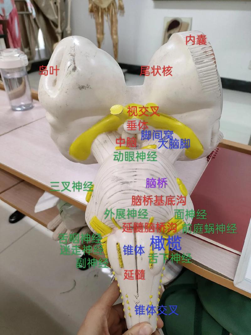 大连医科大学考博解剖学如何高效备考？-图3