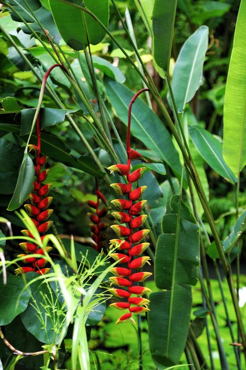 西双版纳热带植物园考博难不难？-图1