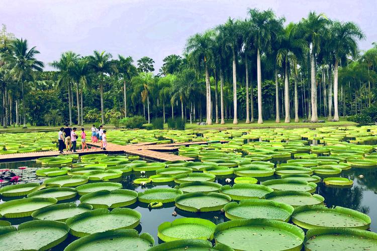 西双版纳热带植物园考博难不难？-图2