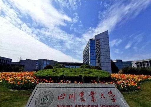 四川农业大学艺术考研-图1