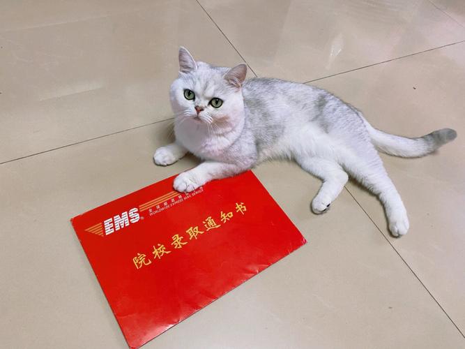 申请考博给博导什么礼物-图2