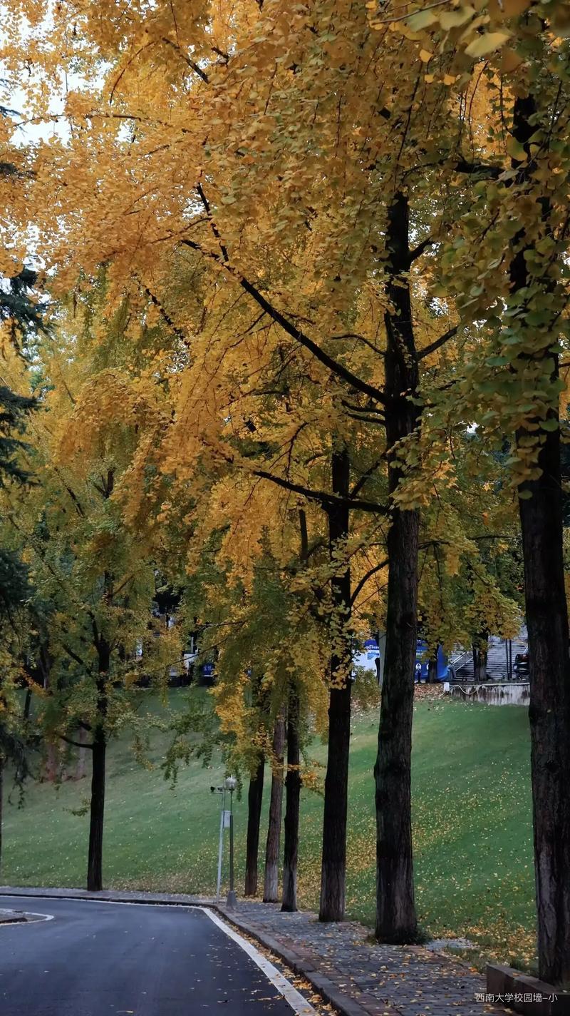 西南民族大学文学考研怎么备考？-图2