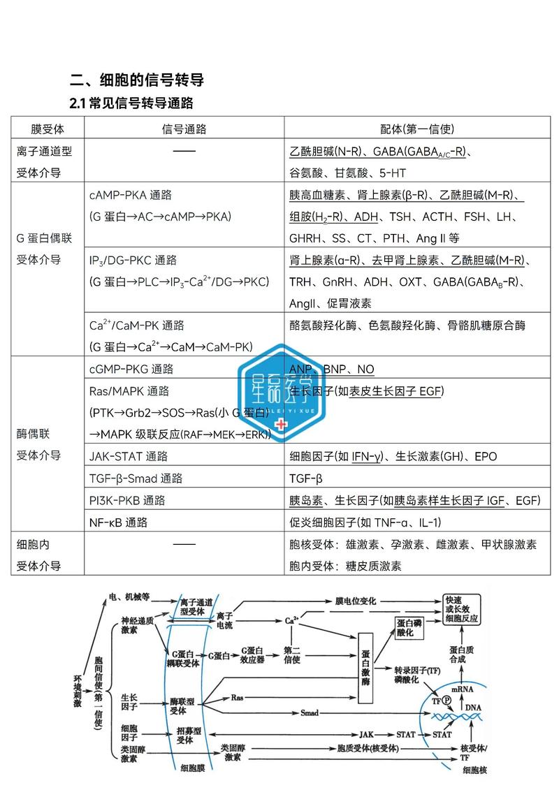 北体考博生理学核心考点有哪些?-图3 北体考博生理学核心考点有哪些?-图3