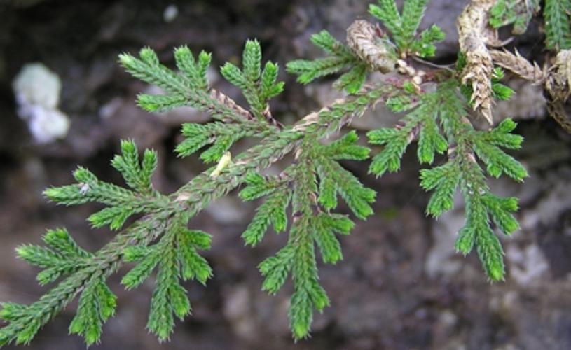 寒旱所植物生理学考博有何报考关键？-图3