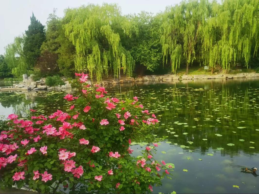 清华风景园林考博，如何高效备考？-图1